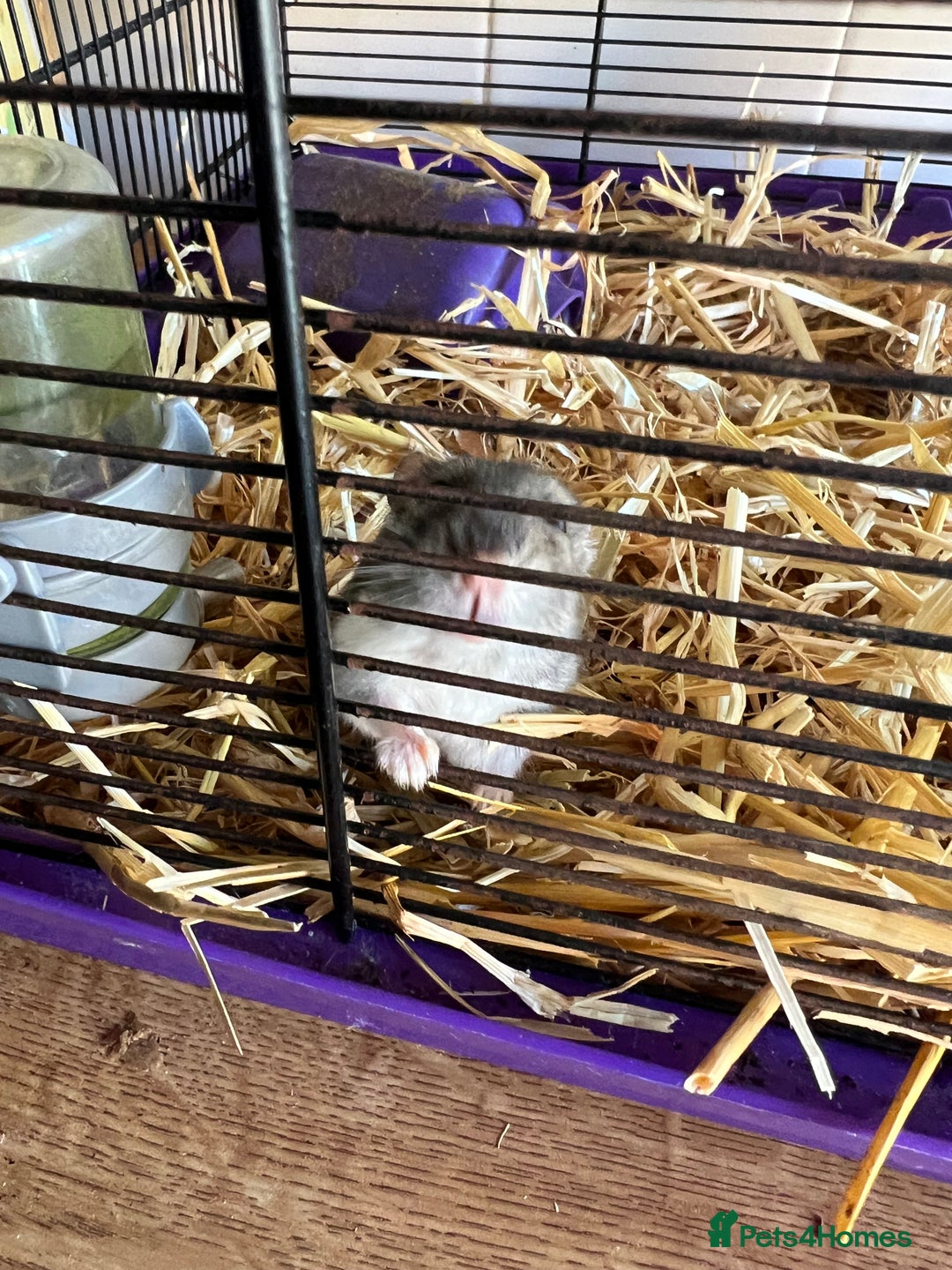 Hamster rodents for sale: Two male hamsters  - Image 2