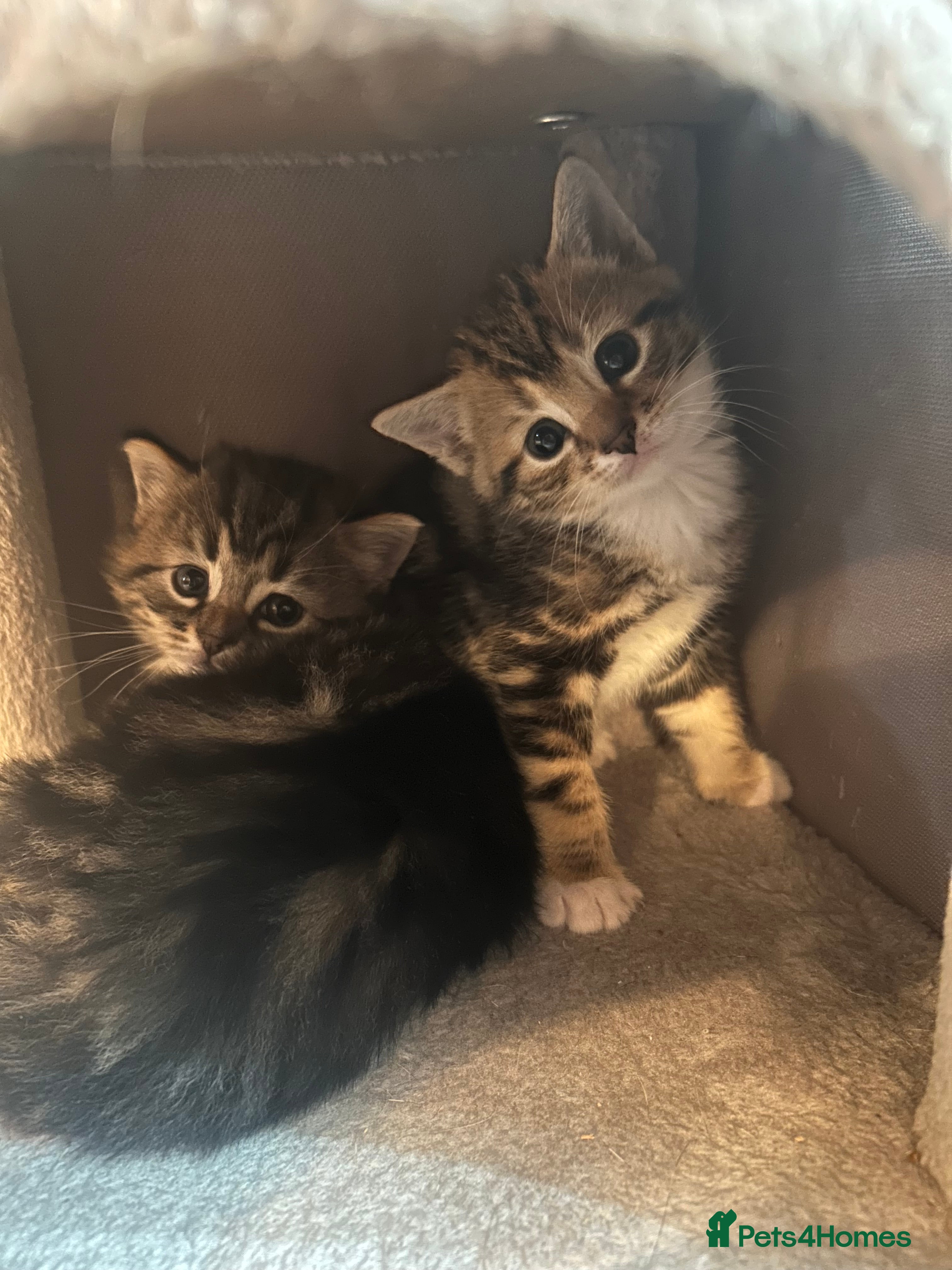 Bengal cats 4 beautiful Bengal X kittens for sale  - Advert 12