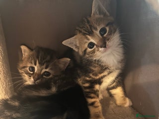 Bengal cats 4 beautiful Bengal X kittens for sale - Advert 12