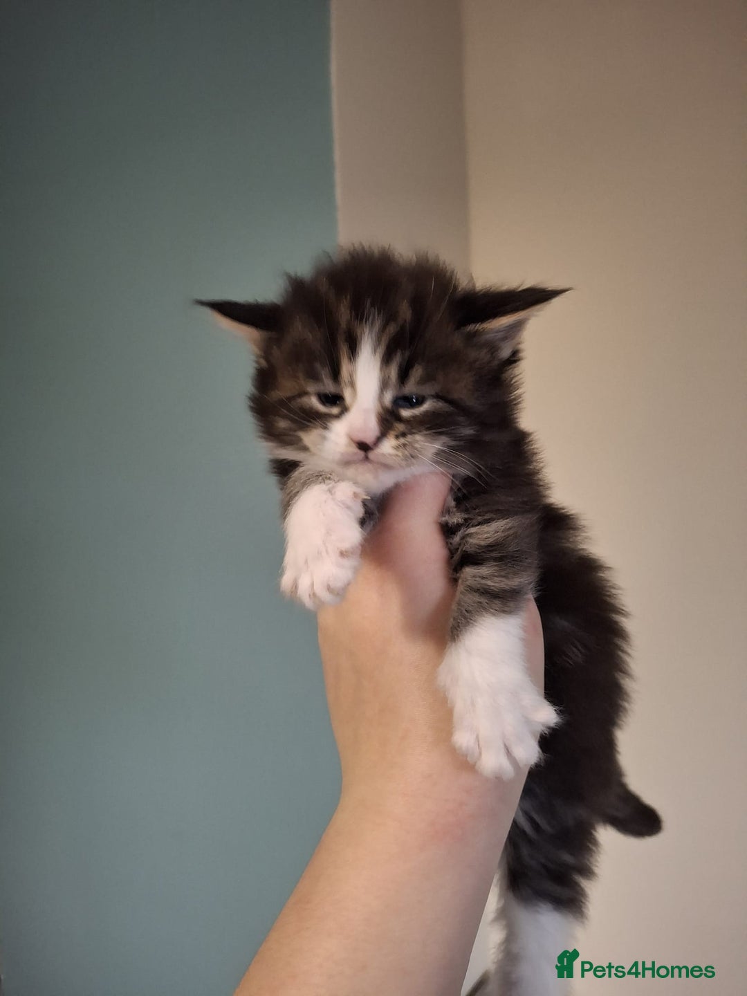 Maine Coon cats for sale: Beautiful Maine Coon Kittens  - Advert 3