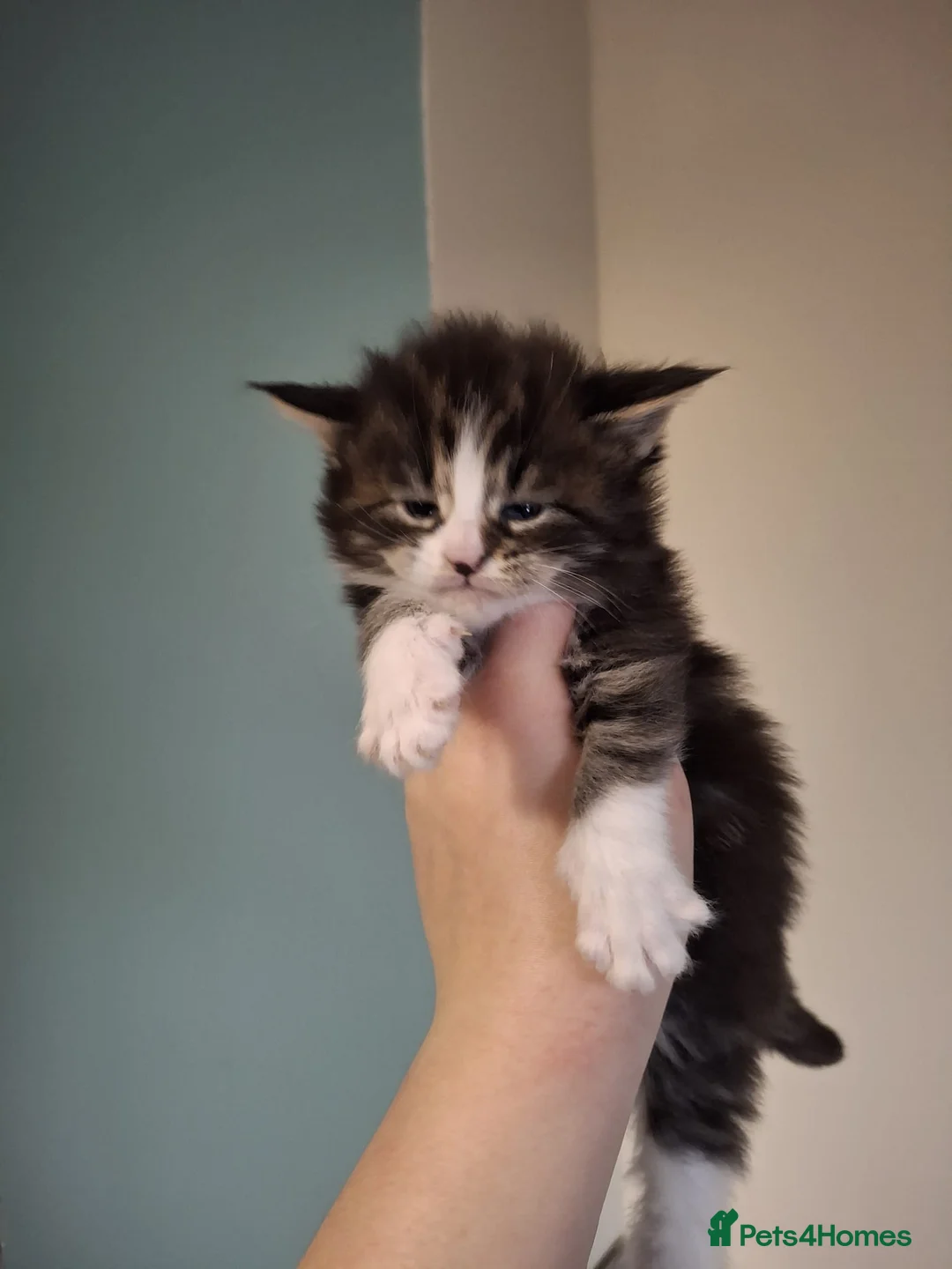 Maine Coon cats for sale: Beautiful Maine Coon Kittens  - Advert 3