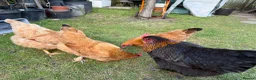 Chickens poultry for sale: Lovely laying hens, 10 months old - Advert 4