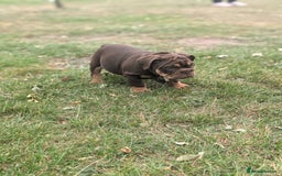 English Bulldog dogs for sale: English bulldog  - Image 8