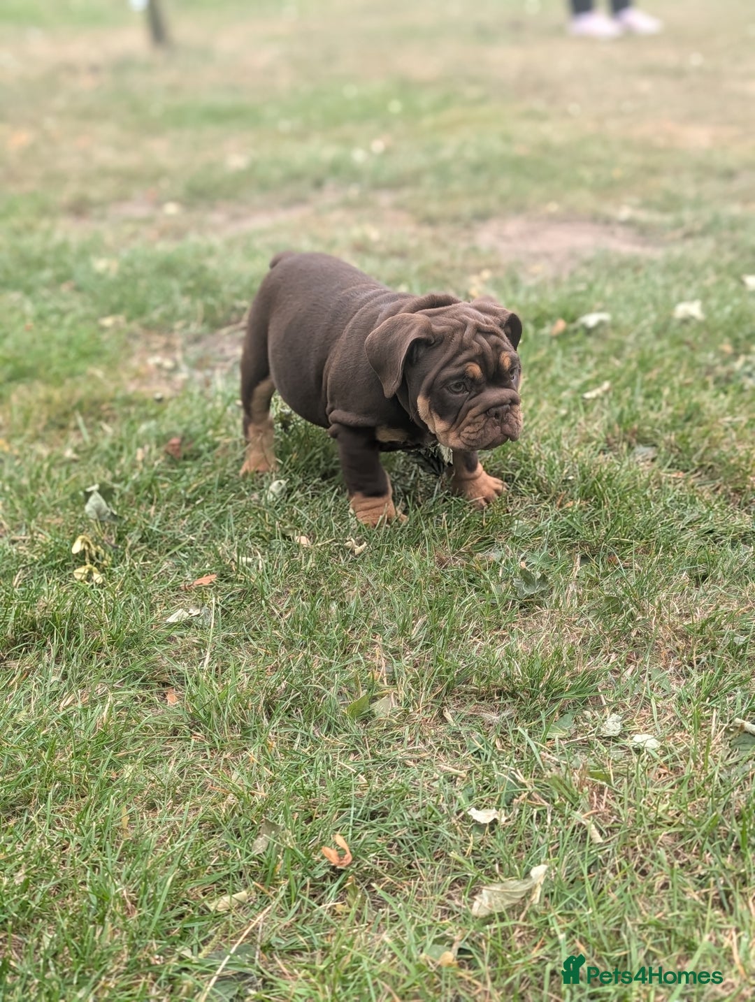 English Bulldog dogs for sale: English bulldog  - Image 8