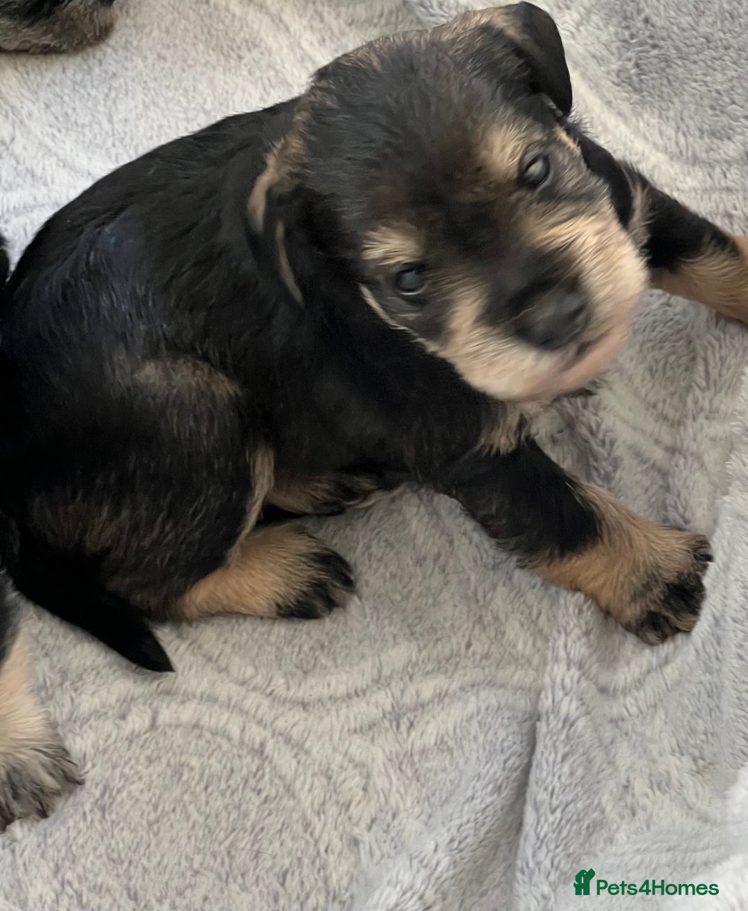Miniature Schnauzer dogs for sale: 🐾🐶Schnauzer/Schnoodles🐶🐾 - Image 29