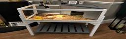 Tortoise reptiles for sale: Horsfield tortoise and set up in Oldham - Advert 1