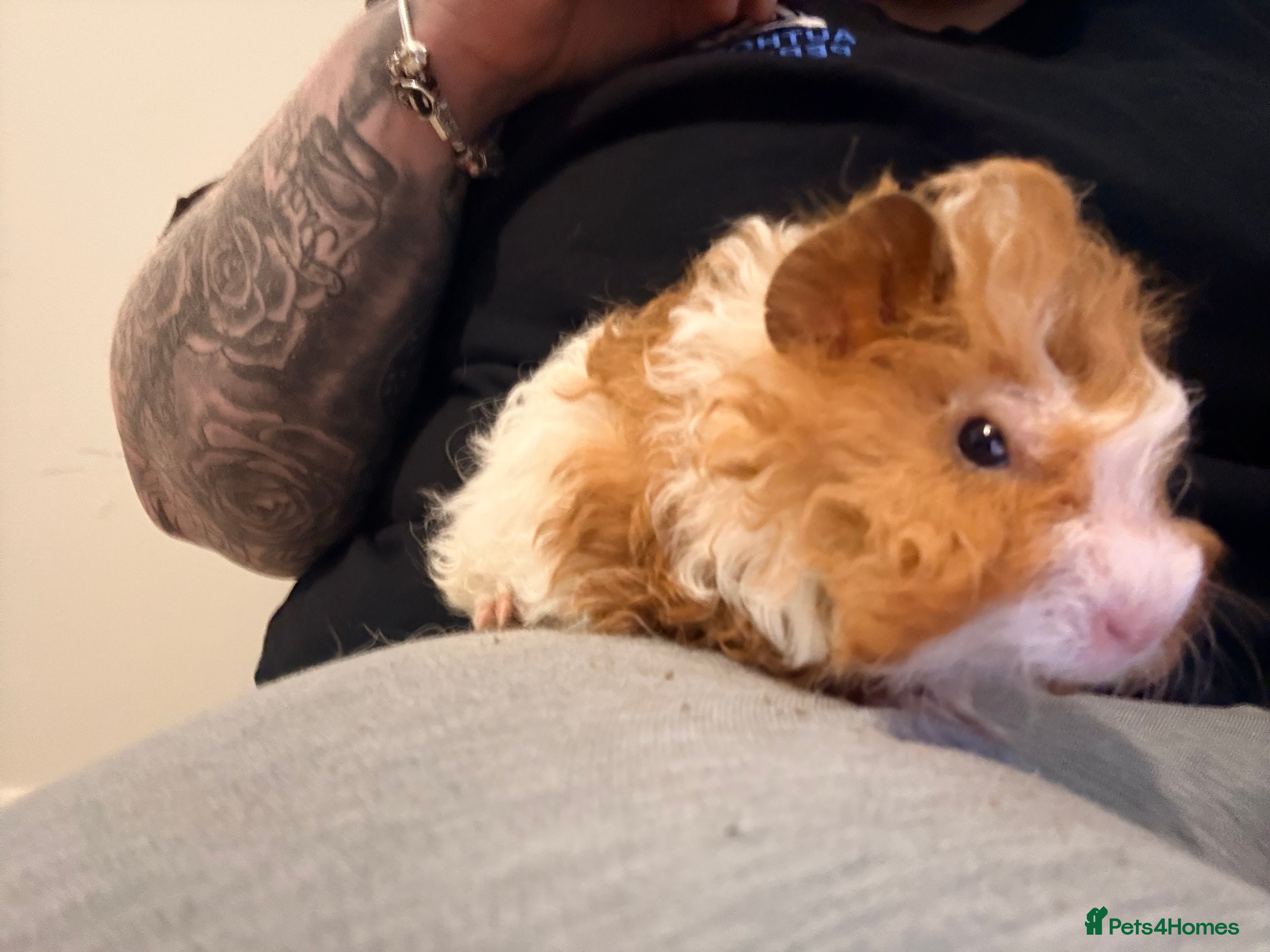 Guinea Pig rodents Male Guinea pigs babies  - Advert 13