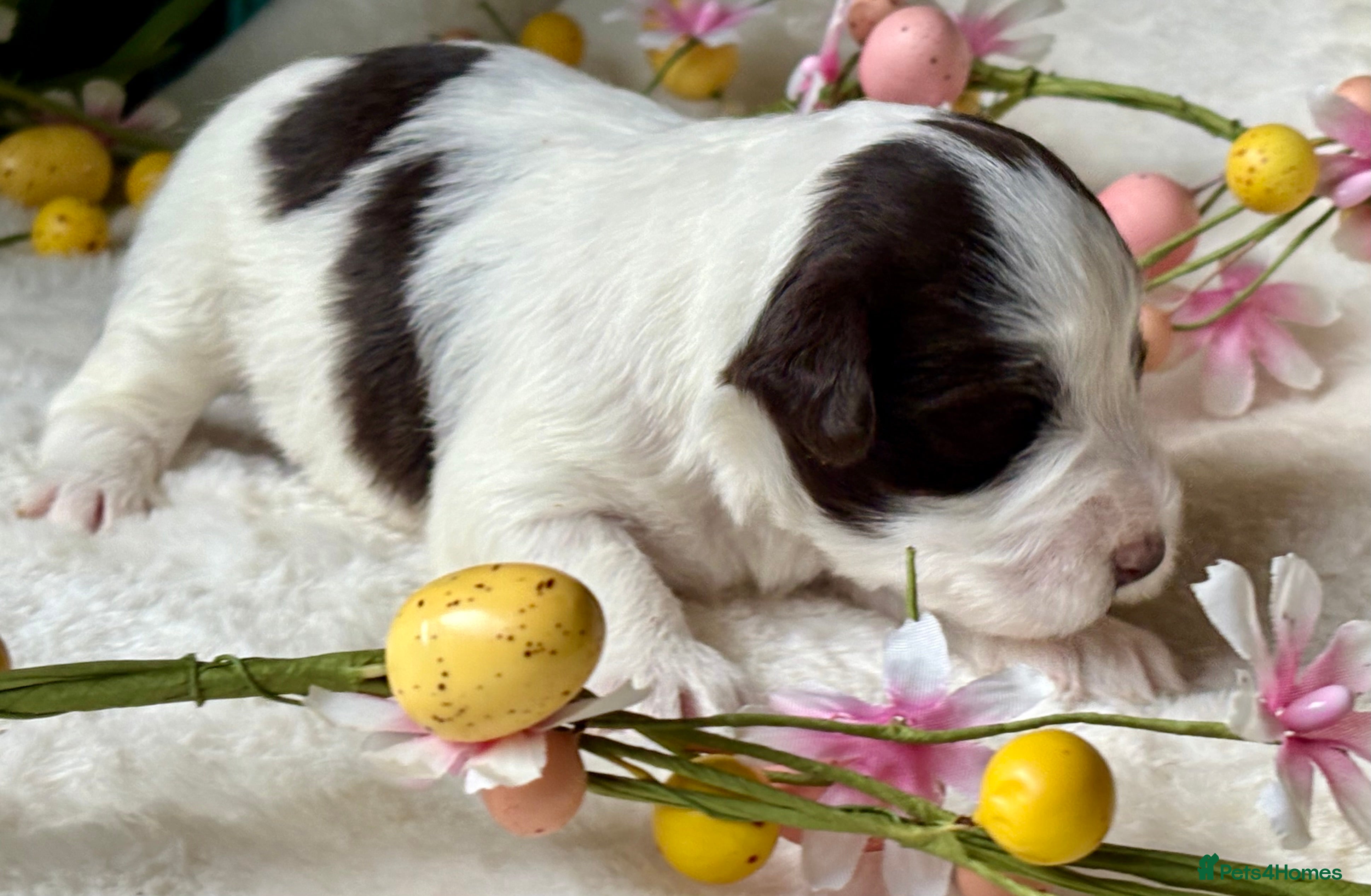 Miniature Schnauzer dogs 💙Black & White & 🩷Chocolate Parti Mini Schnauzer - Advert 2