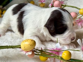 Miniature Schnauzer dogs 💙Black & White & 🩷Chocolate Parti Mini Schnauzer - Advert 2