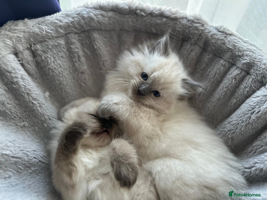 Ragdoll cats for sale: Gorgeous ragdoll kitten - Image 8