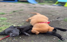 Labrador Retriever dogs for sale: KC registered Labrador retrievers for sale  - Image 16