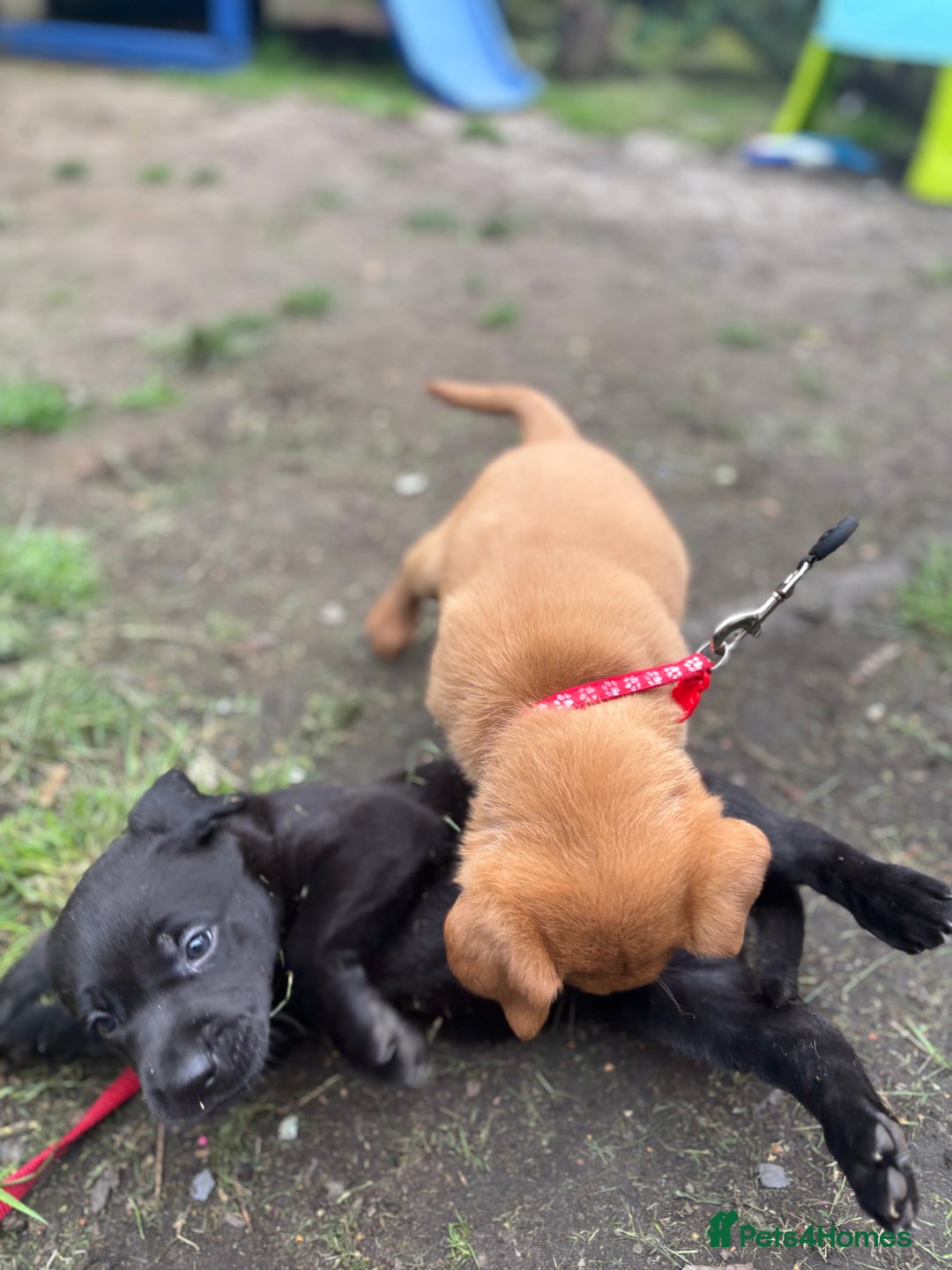 Labrador Retriever dogs for sale: KC registered Labrador retrievers for sale  - Image 16