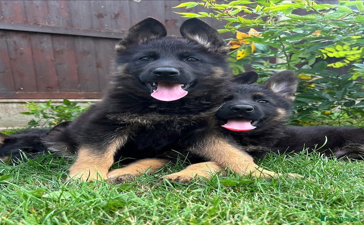 German Shepherd dogs - Advert 6