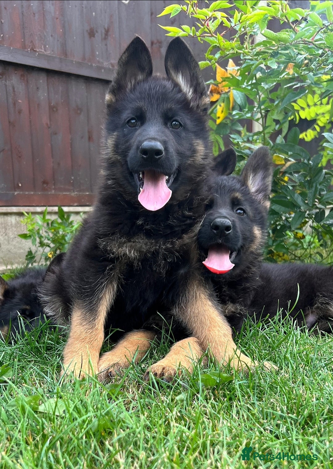 German Shepherd dogs for sale: Outstanding KC german shepherd puppies - Image 1