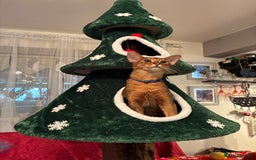 Abyssinian cats for sale: Abyssinian kitten looking for his new forever home - Advert 9