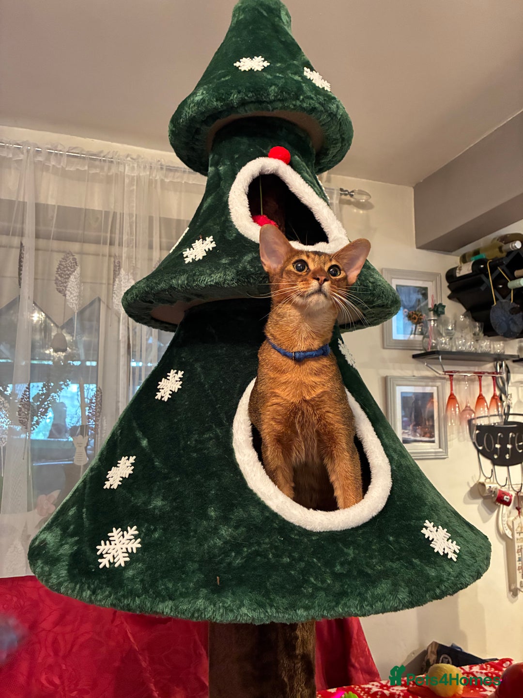 Abyssinian cats for sale: Abyssinian kitten looking for his new forever home - Advert 9