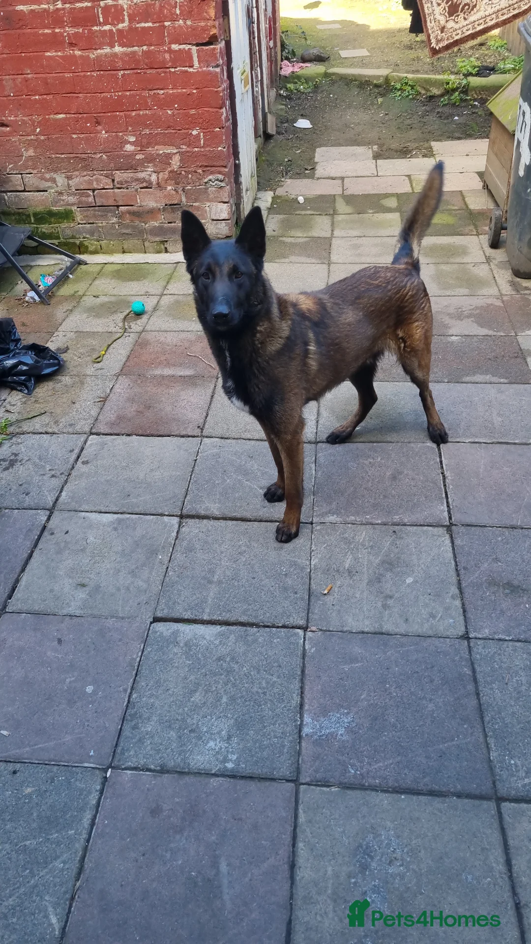 Belgian Shepherd Dog dogs for sale: Stefan in Sheffield - Advert 2