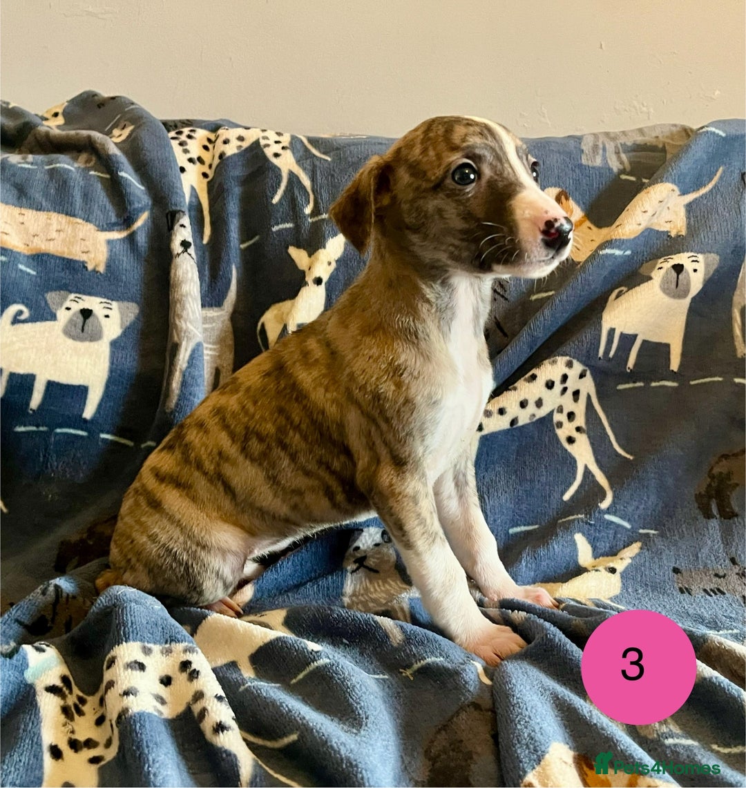 Whippet dogs for sale: KC Reg Whippet Puppies - Advert 10
