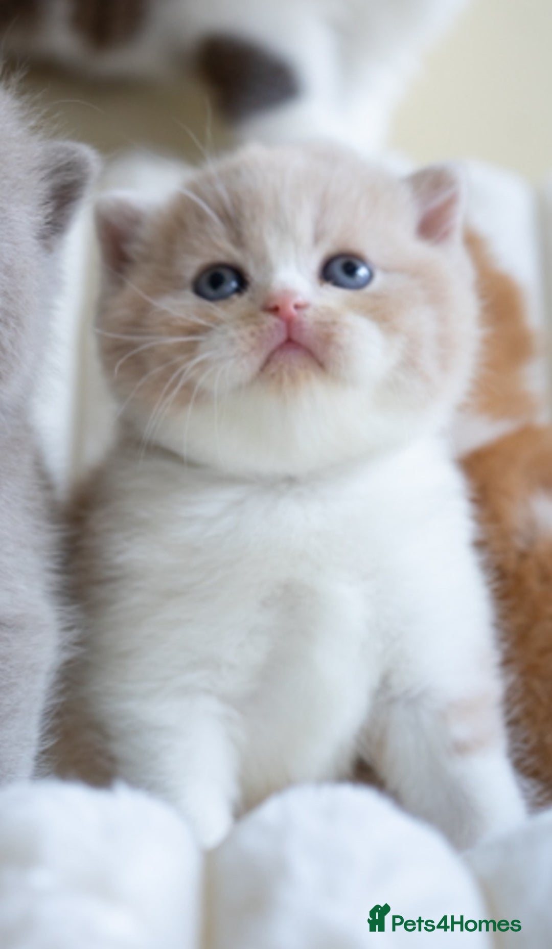 British Shorthair cats for sale: Two lovely boys left  - Advert 11