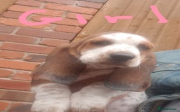 Basset Hound dogs for sale: Basset hound puppies  - Image 11