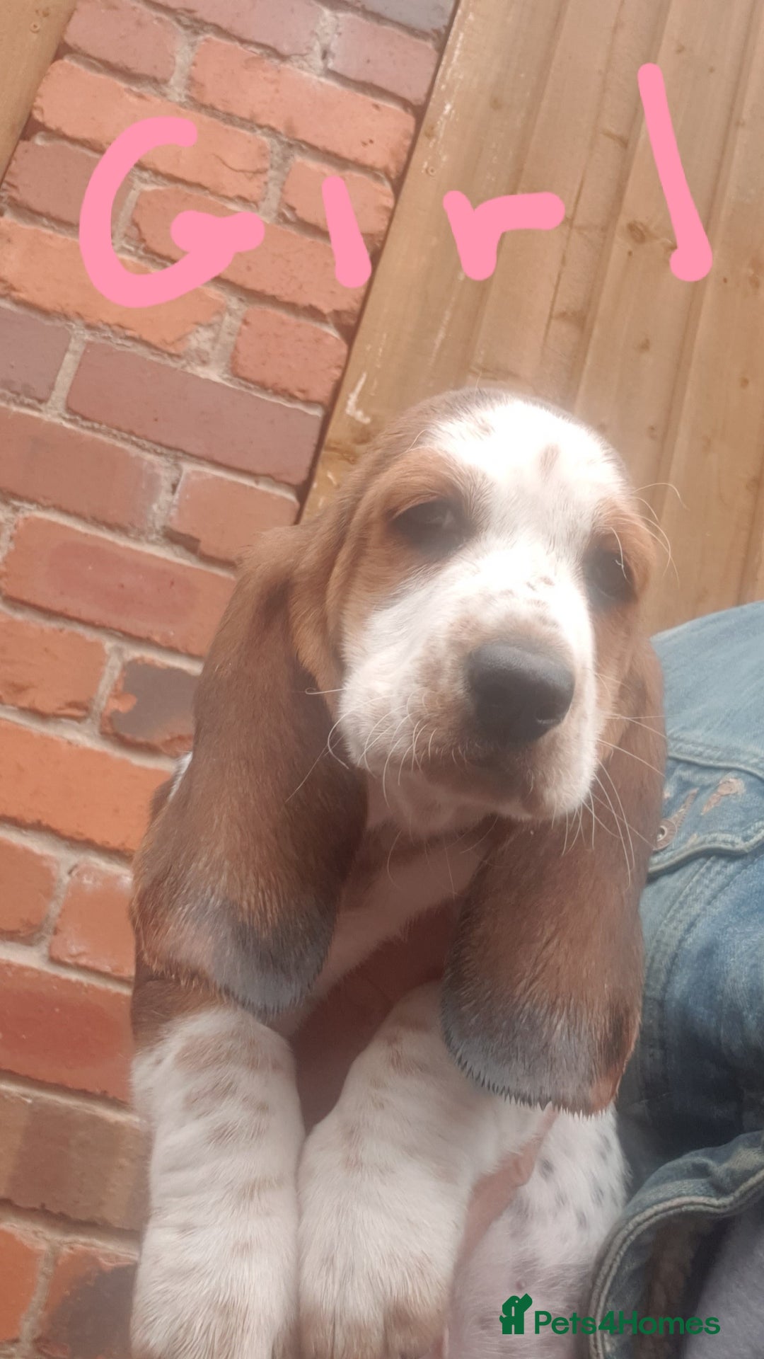 Basset Hound dogs for sale: Basset hound puppies  - Image 11