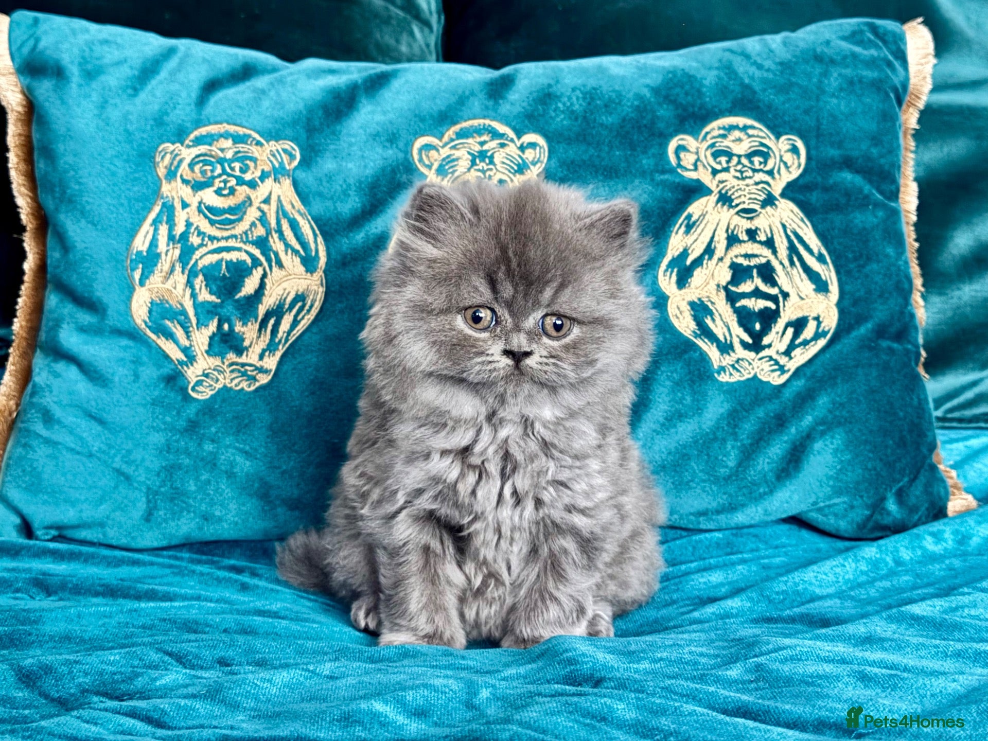 British Longhair cats 🩵 Stunning Blue British Longhair Girl 🥰 - Advert 1