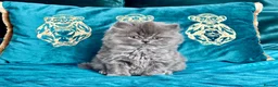 British Longhair cats for sale: 🩵 Stunning Blue British Longhair Girl 🥰 - Advert 1