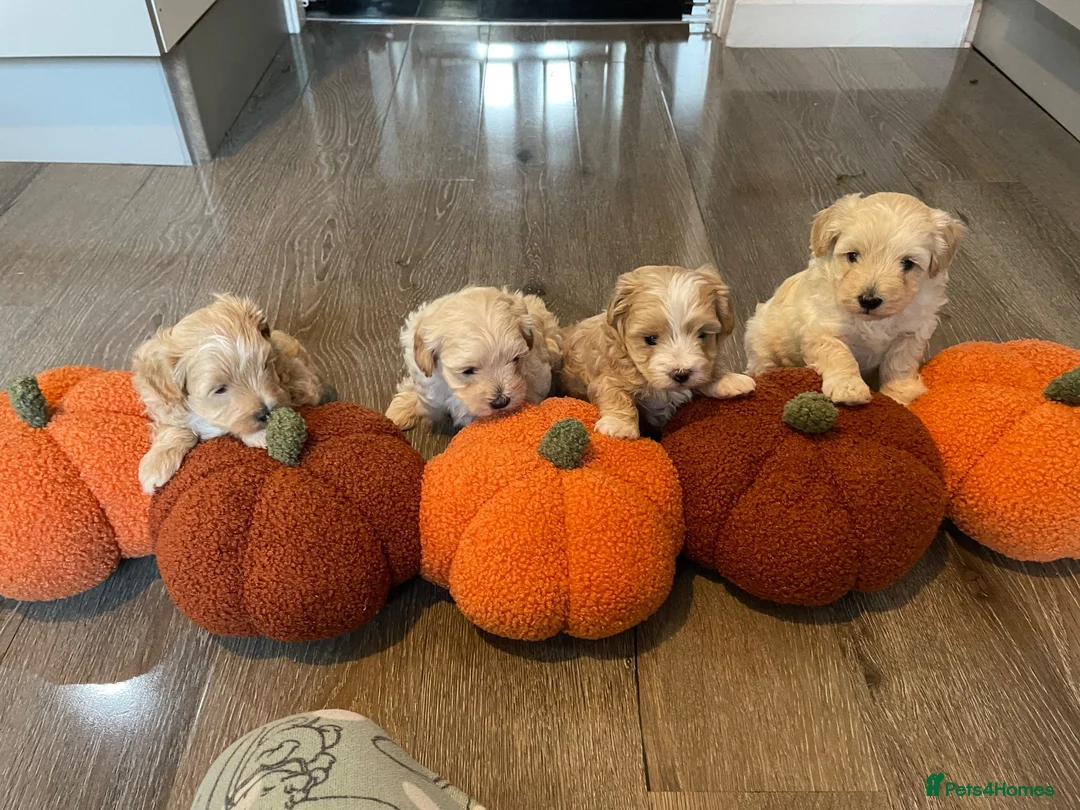 Maltipoo dogs for sale: Toy maltipoo - Advert 2