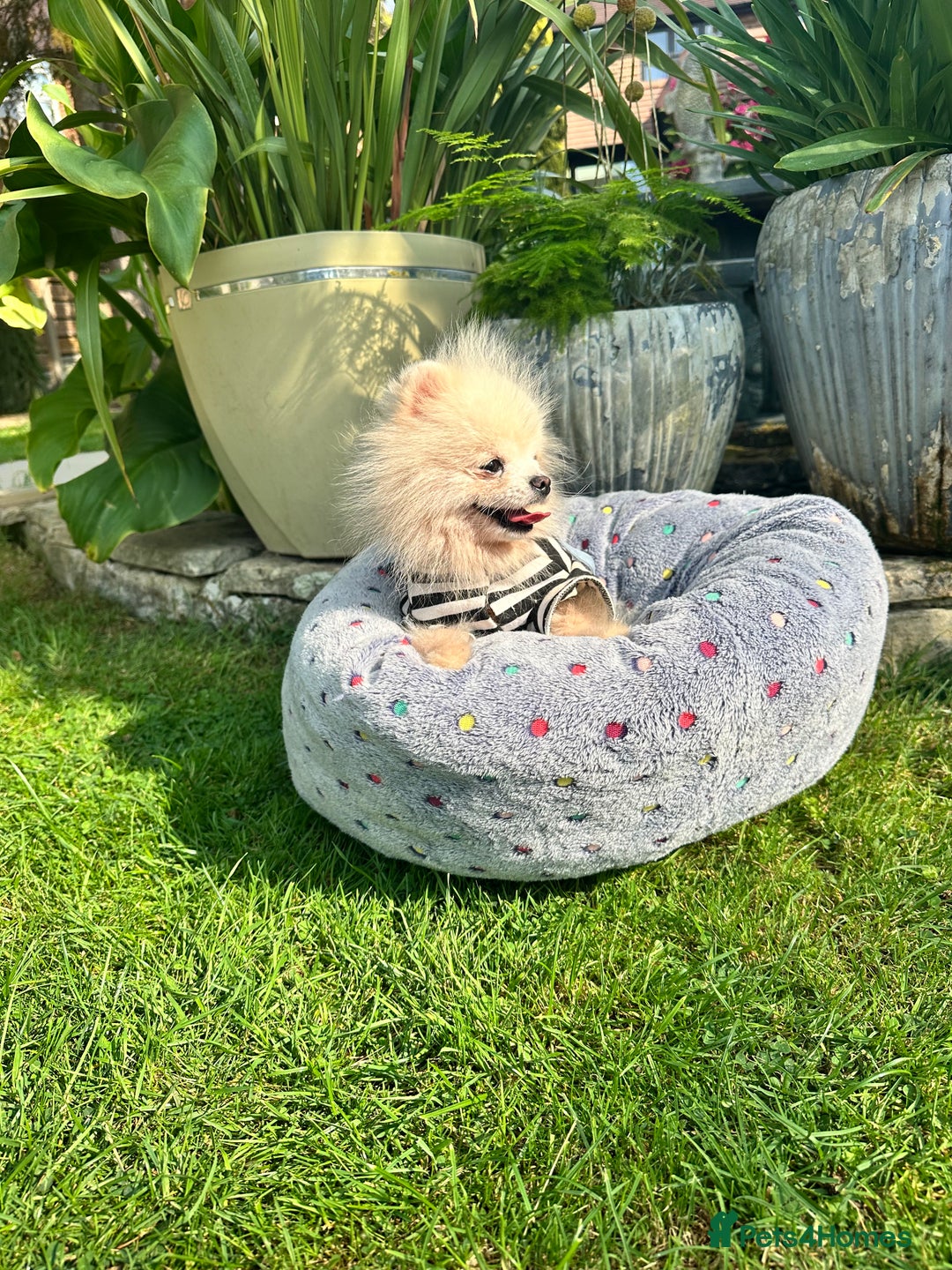 Pomeranian dogs for sale: White and Cream Pomeranian Boys in London - Image 7