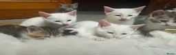 Mixed Breed cats for sale: Pretty kittens looking for loving homes  - Advert 7