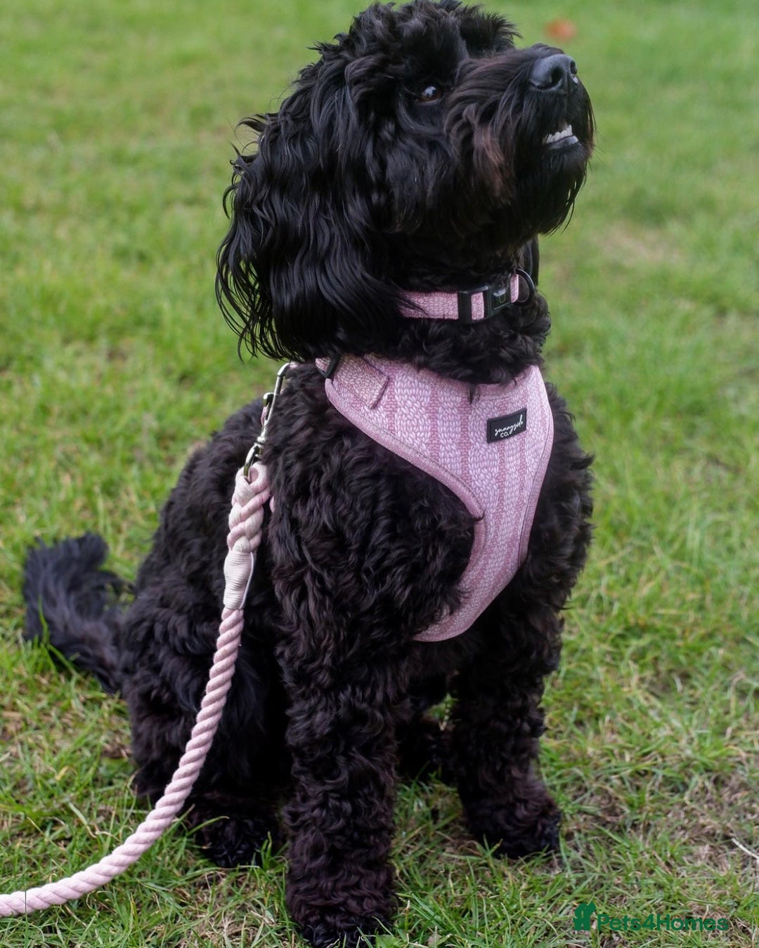 Cavapoo dogs for sale: Beautiful Cavapoo Puppy - Image 5