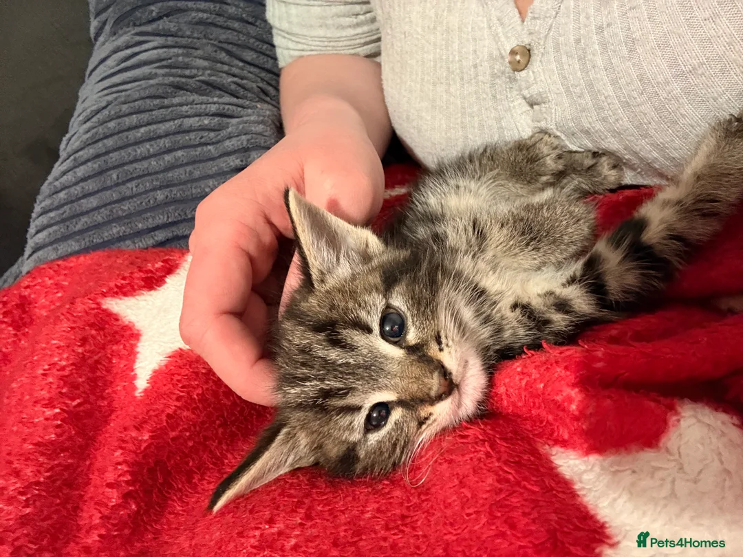 Mixed Breed cats for sale: Half bengal and Norwegian forest cat in Worcester Park - Advert 21