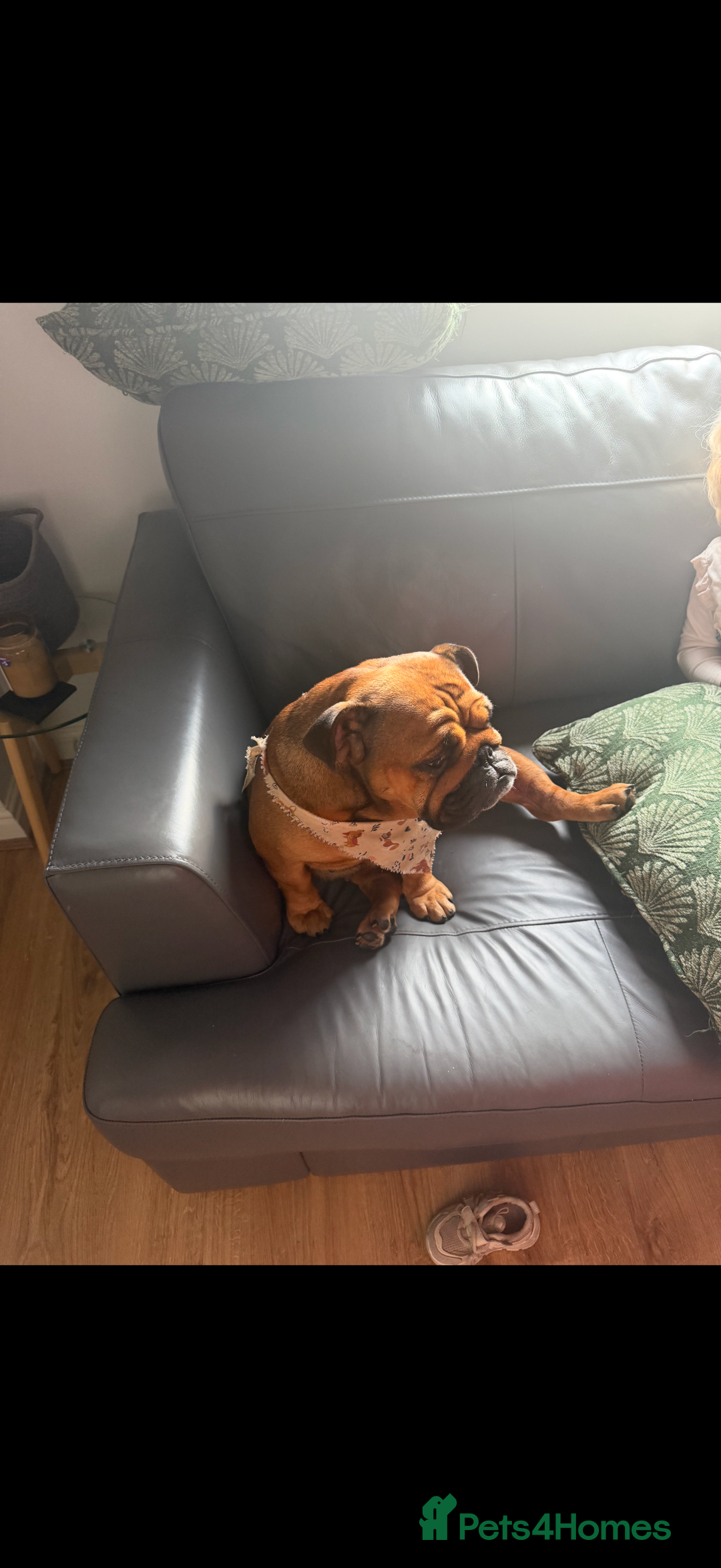 Mixed Breed dogs for sale: LAST REMAINING BLACK cockerbull puppies  - Advert 7