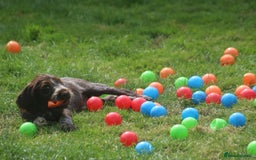 German Wirehaired Pointer dogs for sale: Beautiful Gwps puppies - Image 5