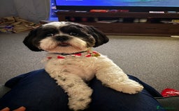Lhasa Apso dogs for stud: KC registered PRA4 clear Lhasa apso for stud in Northampton - Image 1