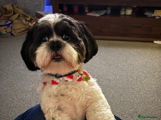 Lhasa Apso dogs in Northampton - Advert 6