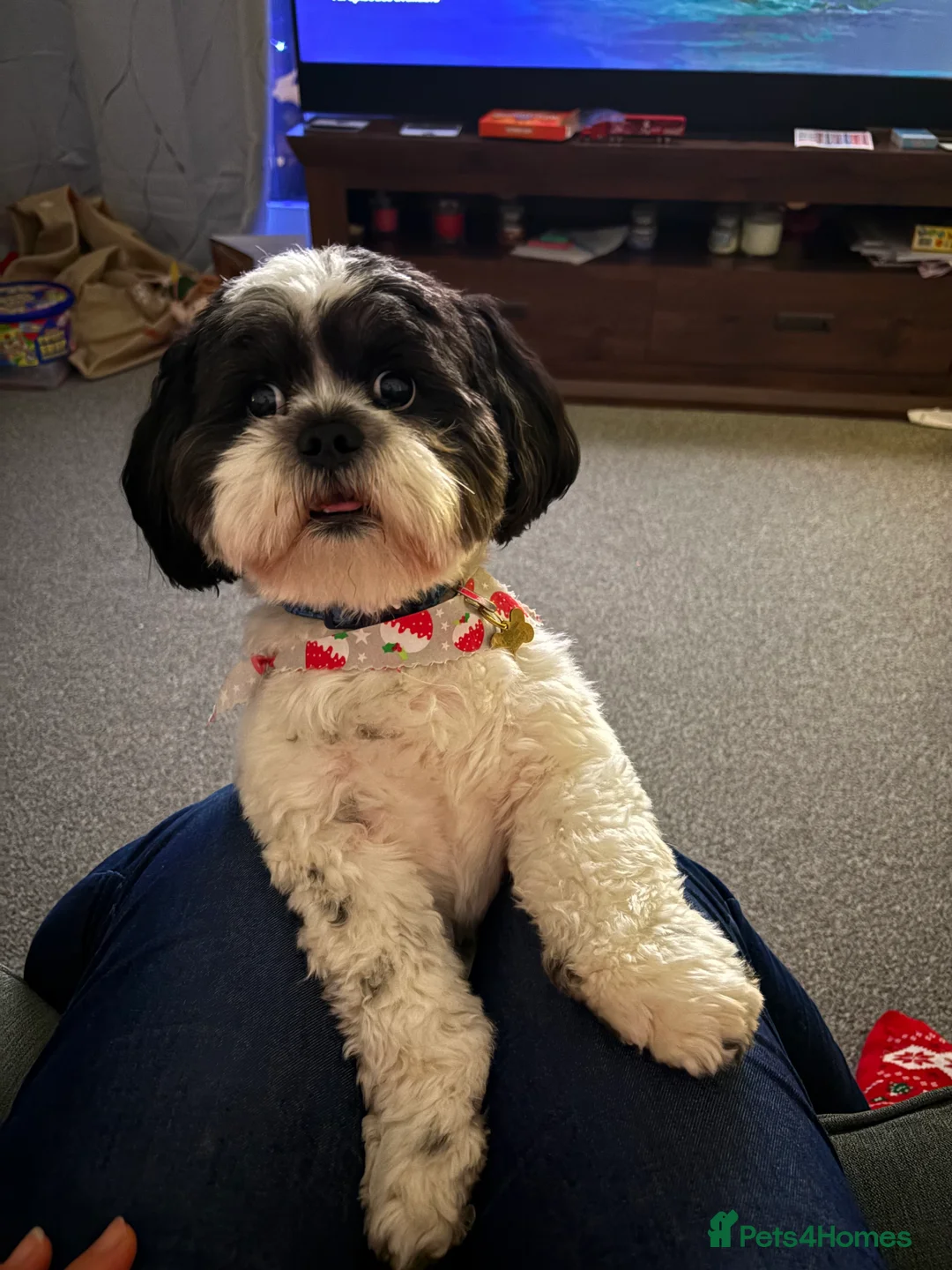 Lhasa Apso dogs for stud: KC registered PRA4 clear Lhasa apso for stud in Northampton - Advert 1