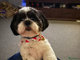 Lhasa Apso dogs KC registered PRA4 clear Lhasa apso for stud in Northampton - Advert 2