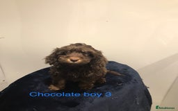 Cockapoo dogs for sale: F1 Cockapoo - Image 5