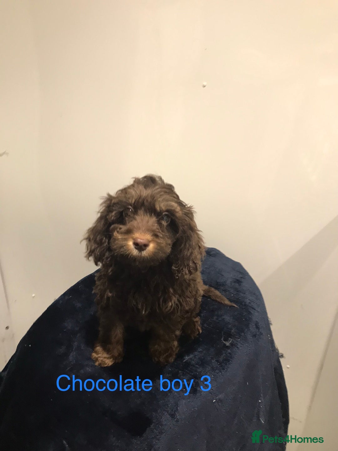 Cockapoo dogs for sale: F1 Cockapoo - Image 5