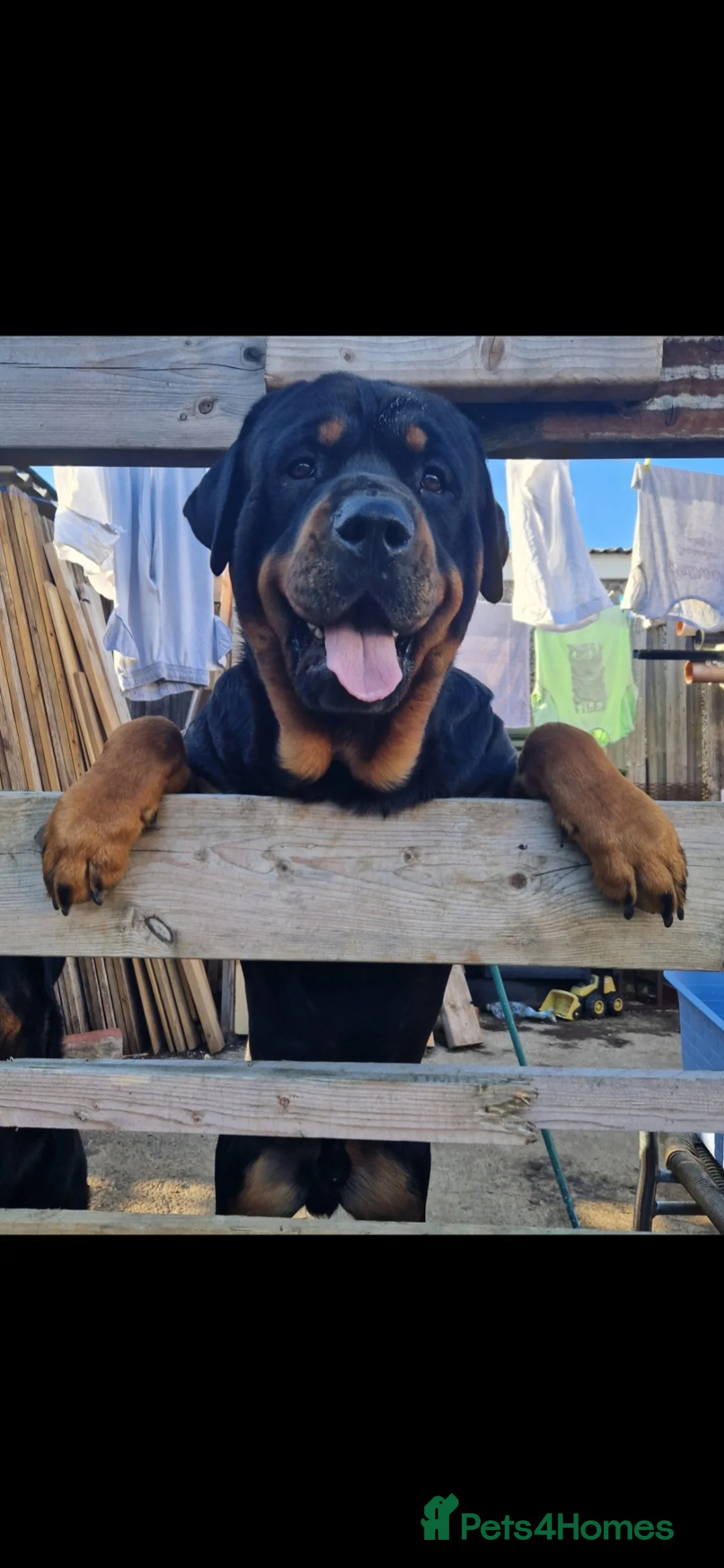 Rottweiler dogs for stud: Stunning Rottweiler for Stud - Advert 4