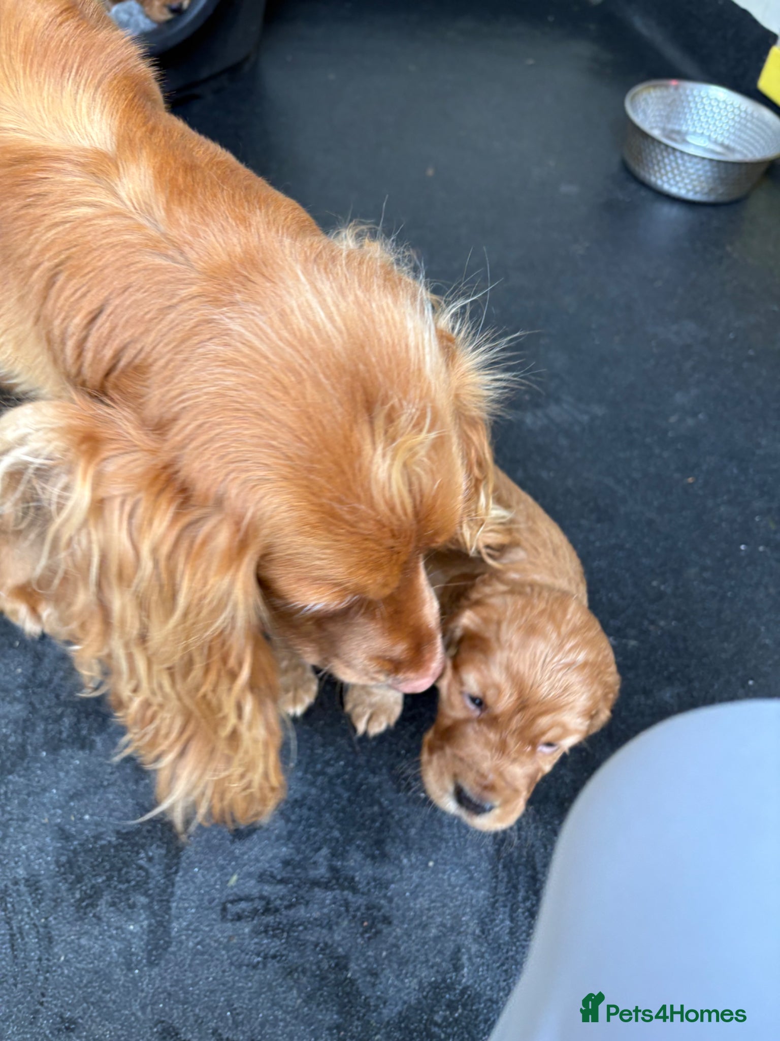 Cocker Spaniel dogs KC registered Cocker spaniels - Advert 1