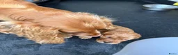 Cocker Spaniel dogs for sale: KC registered Cocker spaniels - Advert 1