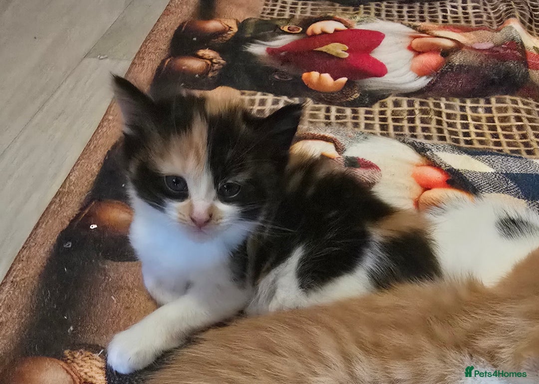 Mixed Breed cats for sale: 😺Adorable kittens .. loving ❤️home – ready soon!" - Advert 2