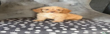 Cockapoo 2
