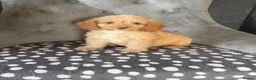 Cockapoo dogs for sale: Cockapoo pups ready now  - Advert 16
