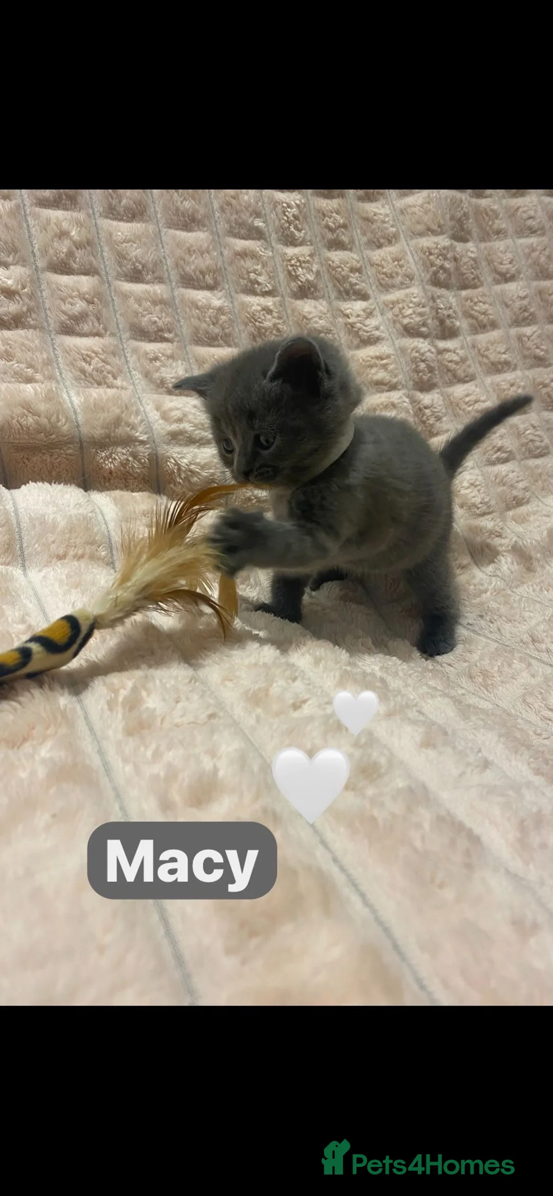 British Shorthair cats for sale: Beautiful British shorthair cross kittens🩵🩷 - Advert 3