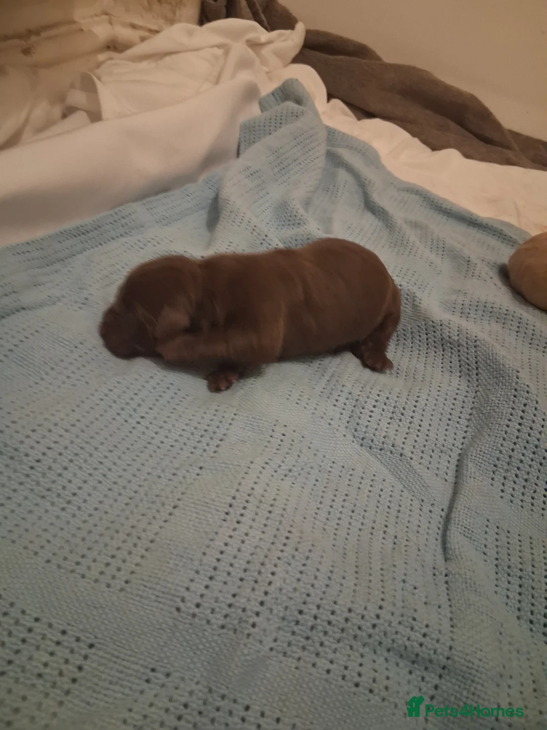 Labrador Retriever dogs for sale: *1 LEFT!* LABRADOR PUPPIES! - Advert 8