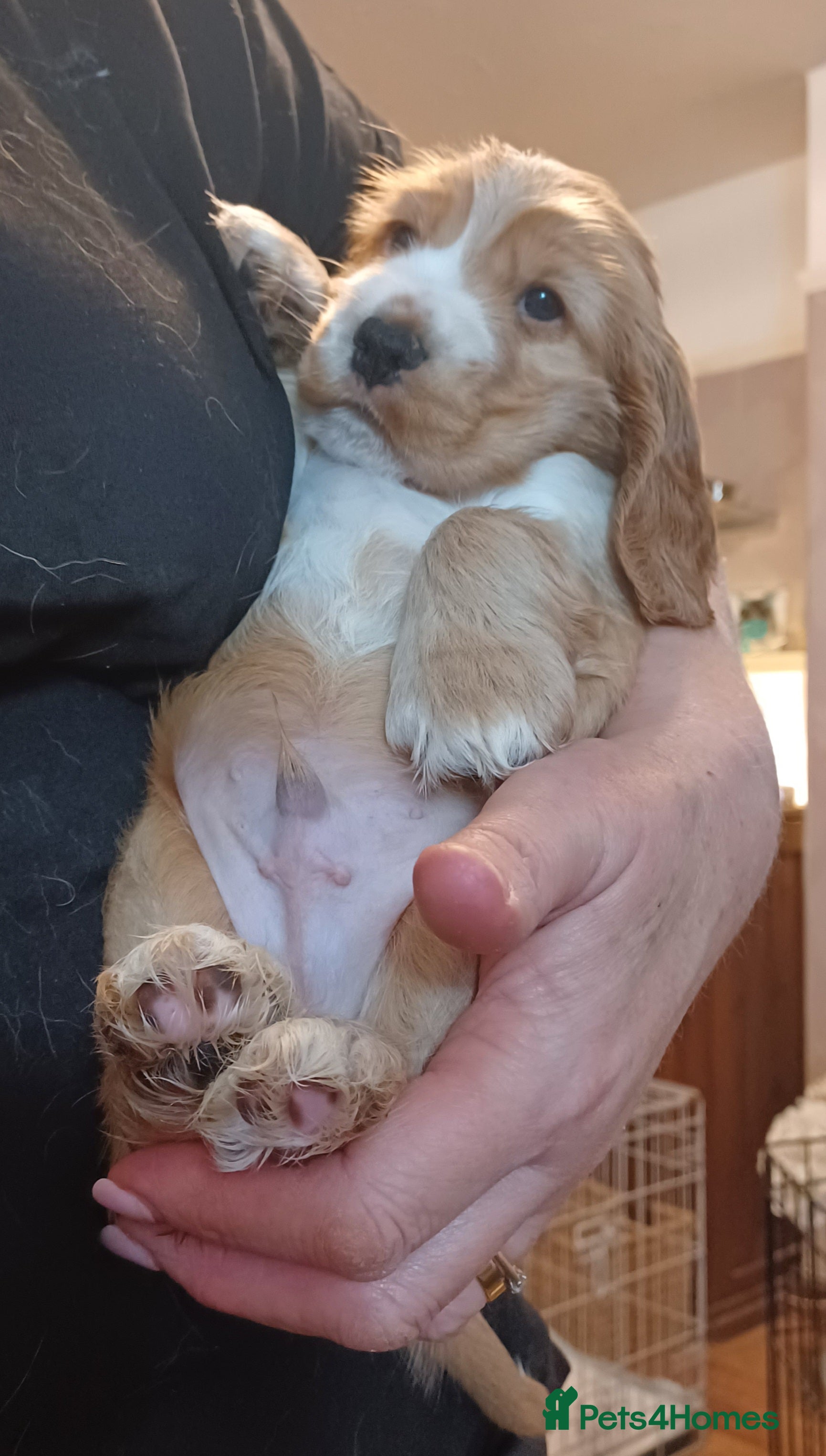 Cocker Spaniel dogs Golden KC Registered English Show Cocker Spaniels - Advert 5