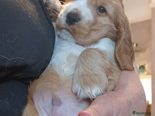 Cocker Spaniel dogs Golden KC Registered English Show Cocker Spaniels - Advert 1